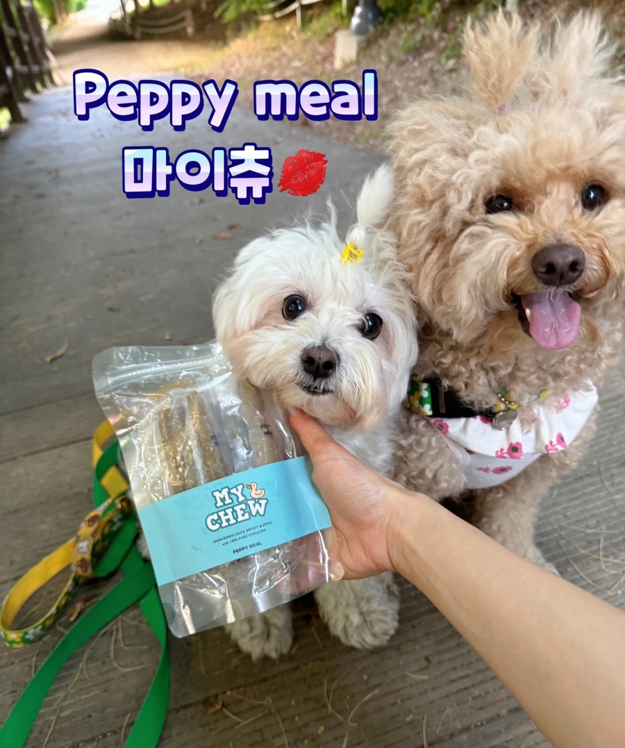 마이츄 이미지
