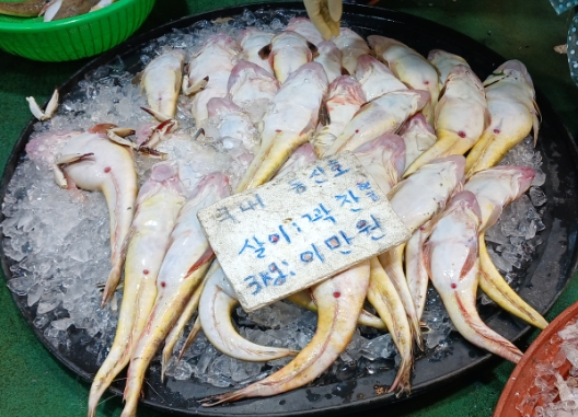 동신호 이미지