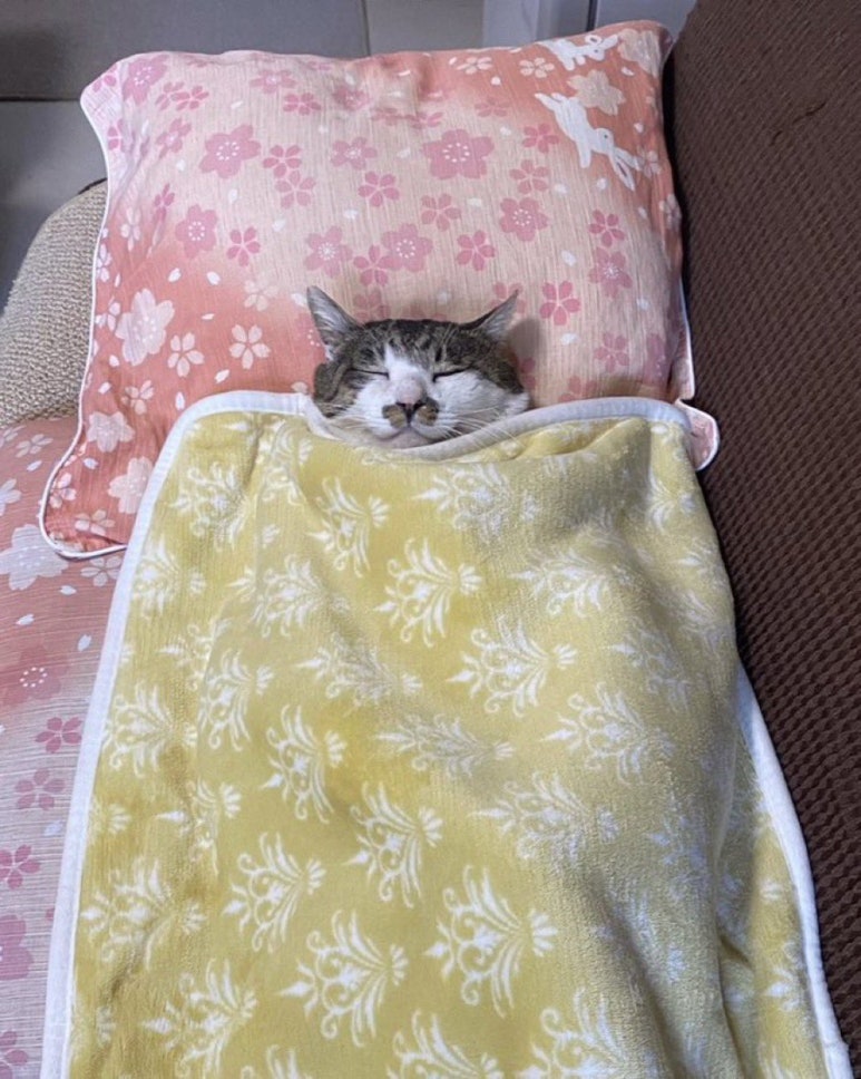 비아빈 이미지