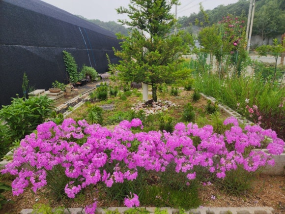 항아리와바위솔 이미지