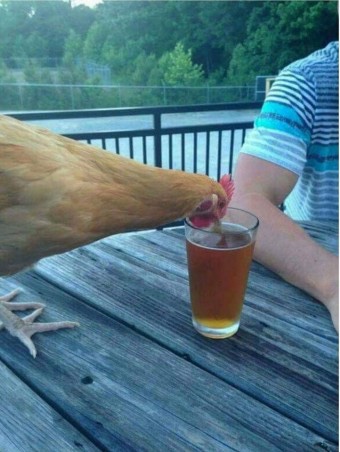 치킨필레오 이미지