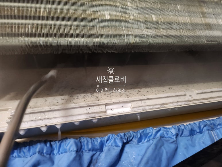 새집클로버 이미지