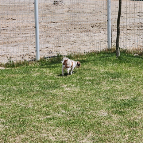 빼로(perro) 이미지