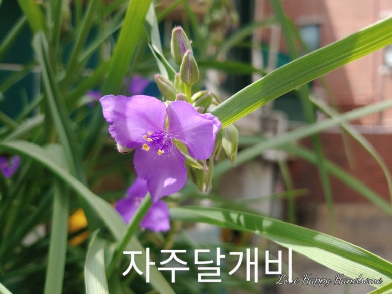 너에게, 꽃이다 이미지
