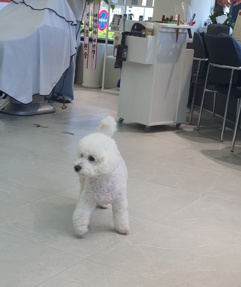 세진수선 이미지