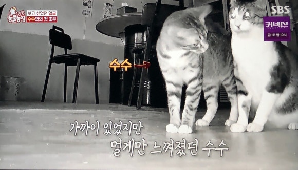 수수아빠 이미지