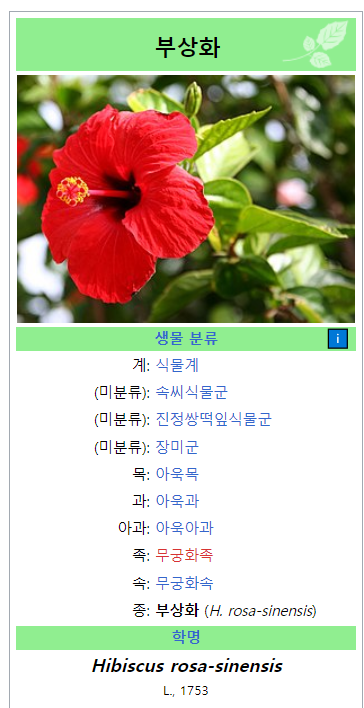 하와이꽃집 이미지