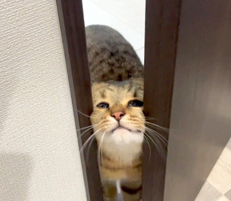 또옴 이미지