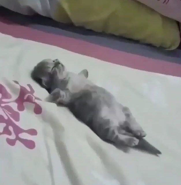 다이조부 이미지