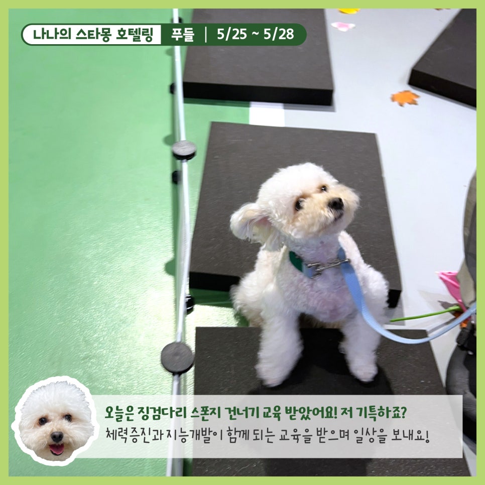 강남 강아지 호텔 스타몽, 3박 4일 호캉스 후기 — 사진 6