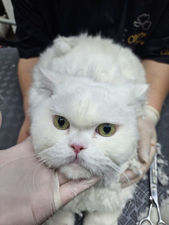 야옹아놀자 이미지