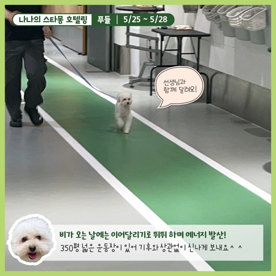 강남 강아지 호텔 스타몽, 3박 4일 호캉스 후기 — 사진 5