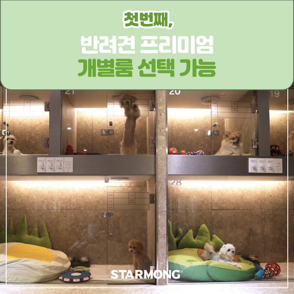 강남 강아지 호텔 스타몽, 3박 4일 호캉스 후기 — 사진 11