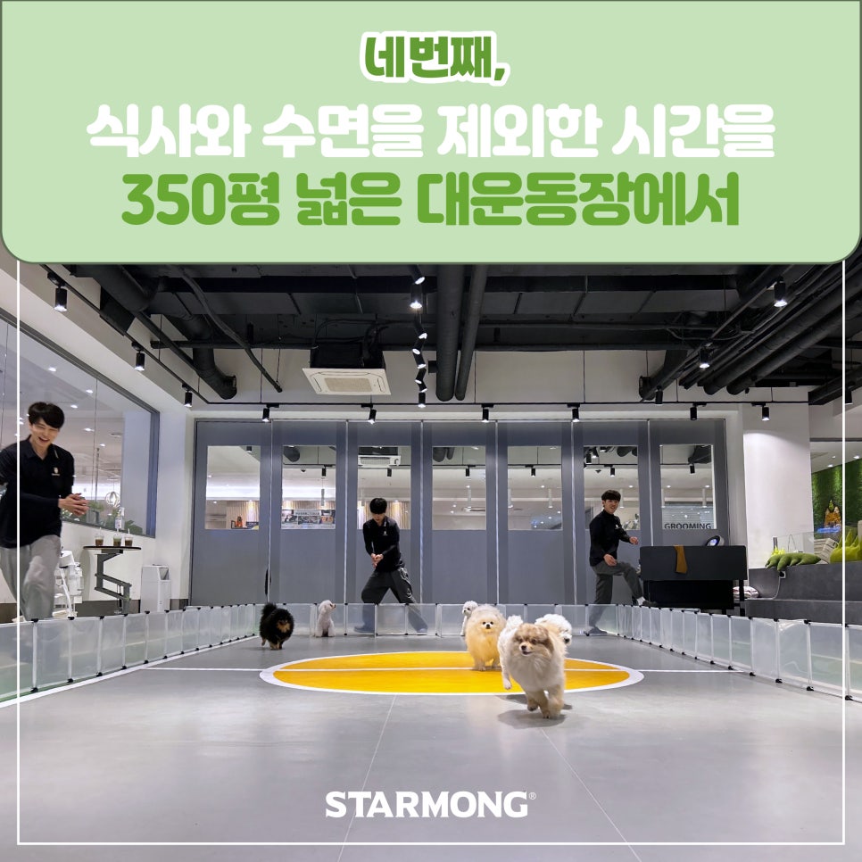 강남 강아지 호텔 스타몽, 3박 4일 호캉스 후기 — 사진 14