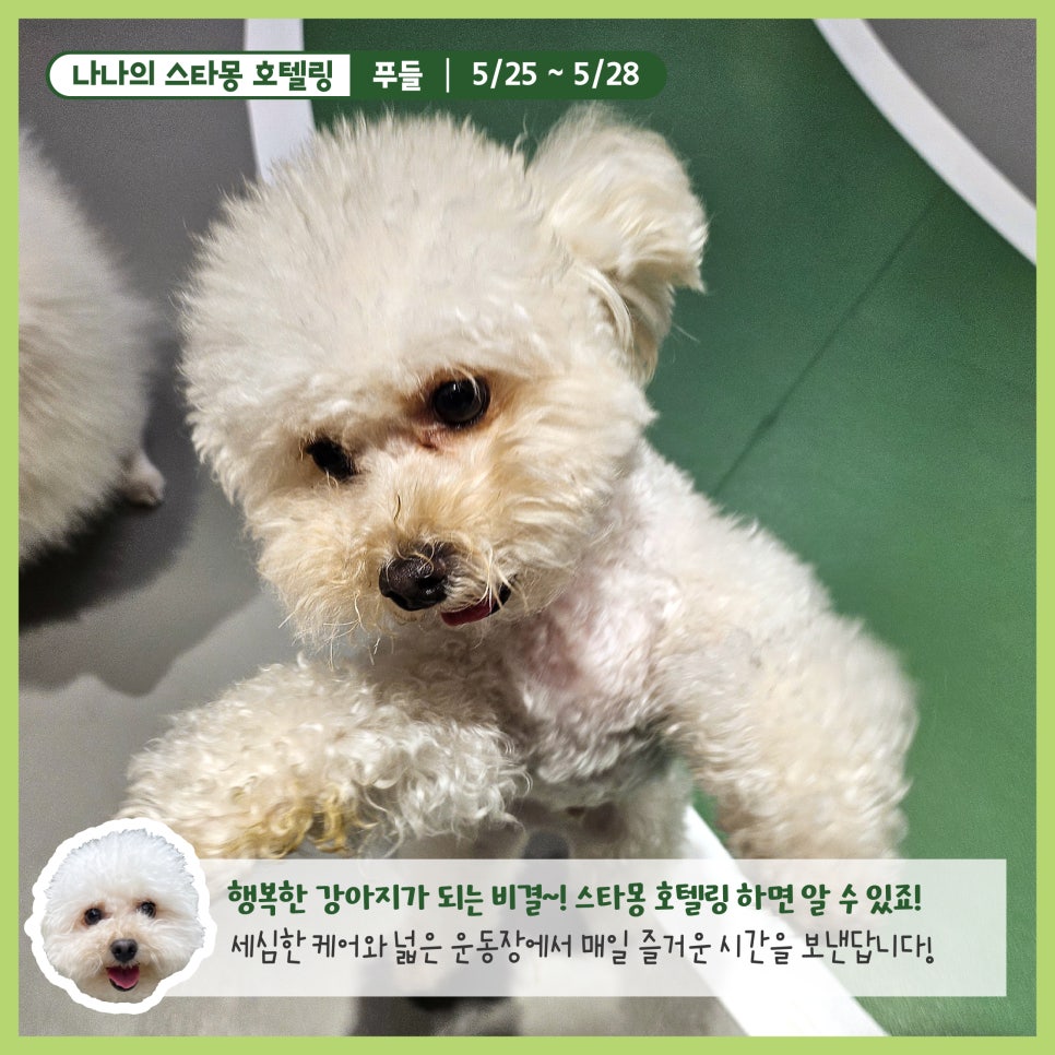 강남 강아지 호텔 스타몽, 3박 4일 호캉스 후기 — 사진 8