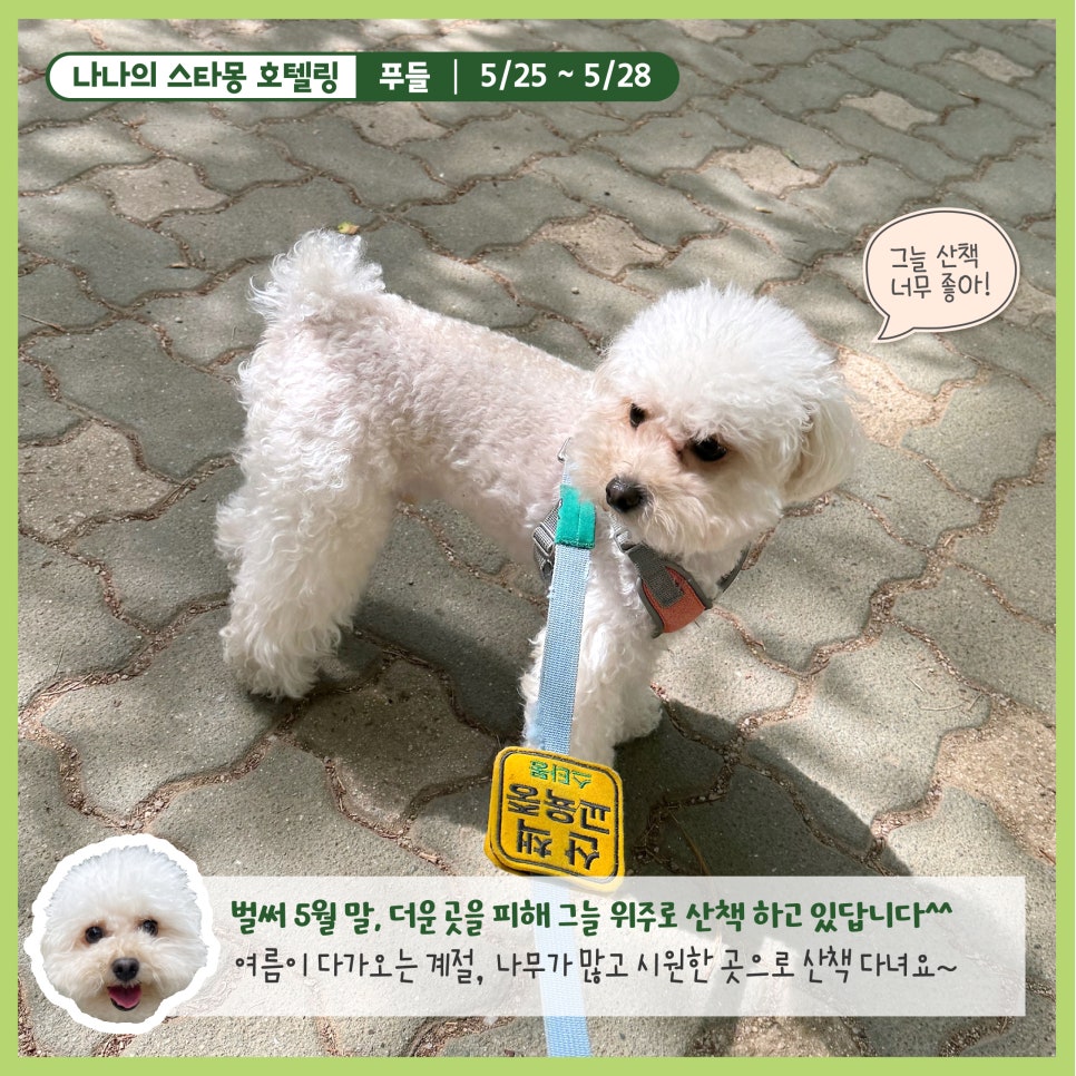 강남 강아지 호텔 스타몽, 3박 4일 호캉스 후기 — 사진 3