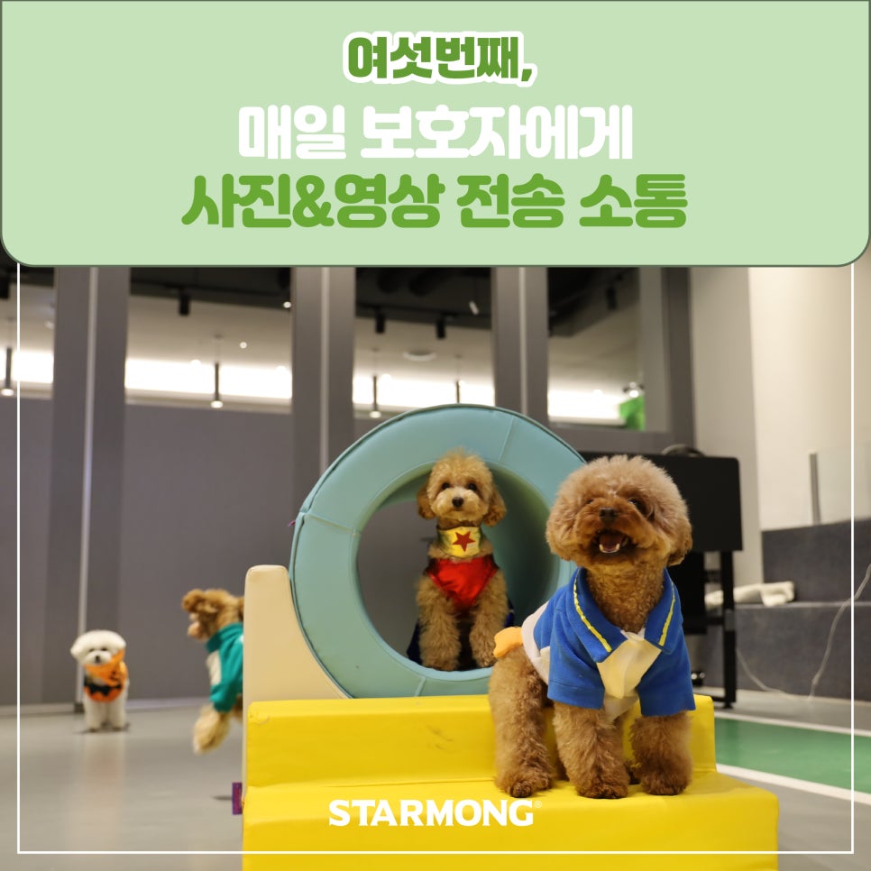 강남 강아지 호텔 스타몽, 3박 4일 호캉스 후기 — 사진 15