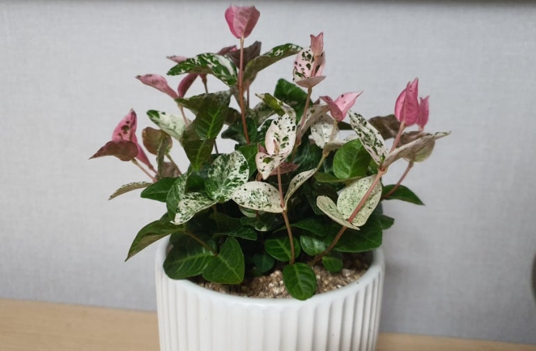 미래꽃화분 이미지