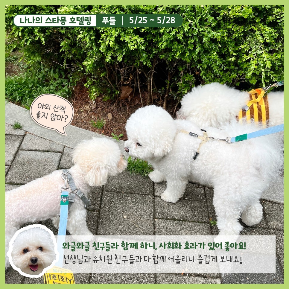 강남 강아지 호텔 스타몽, 3박 4일 호캉스 후기 — 사진 4