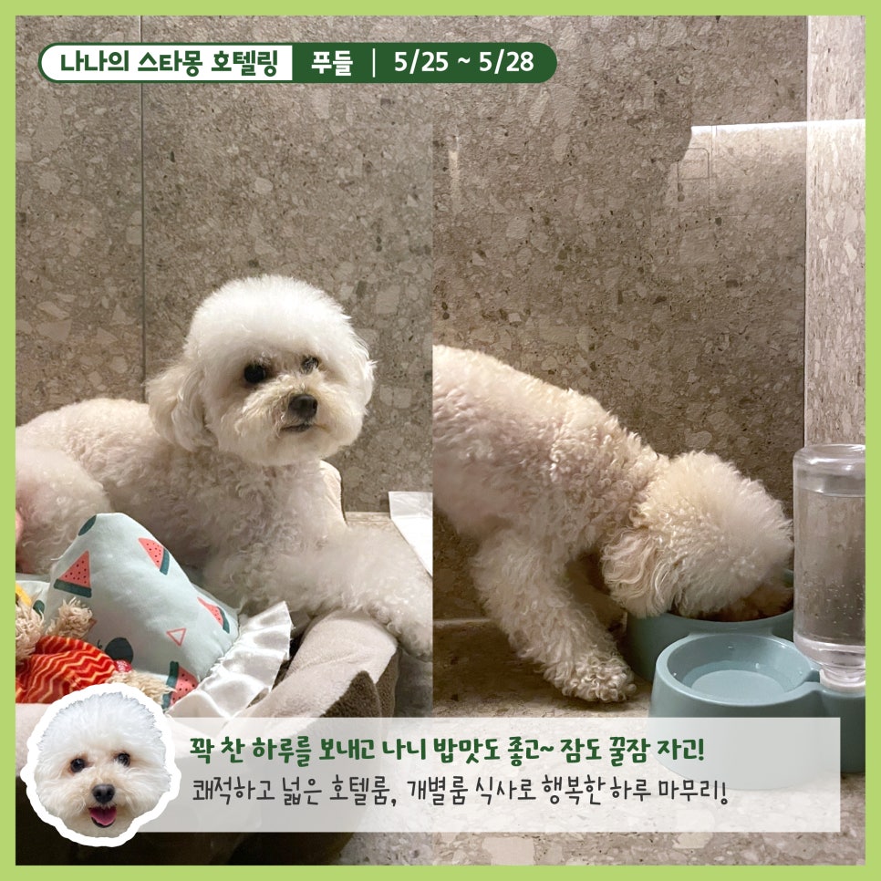 강남 강아지 호텔 스타몽, 3박 4일 호캉스 후기 — 사진 7