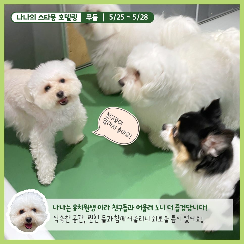 강남 강아지 호텔 스타몽, 3박 4일 호캉스 후기 — 사진 9