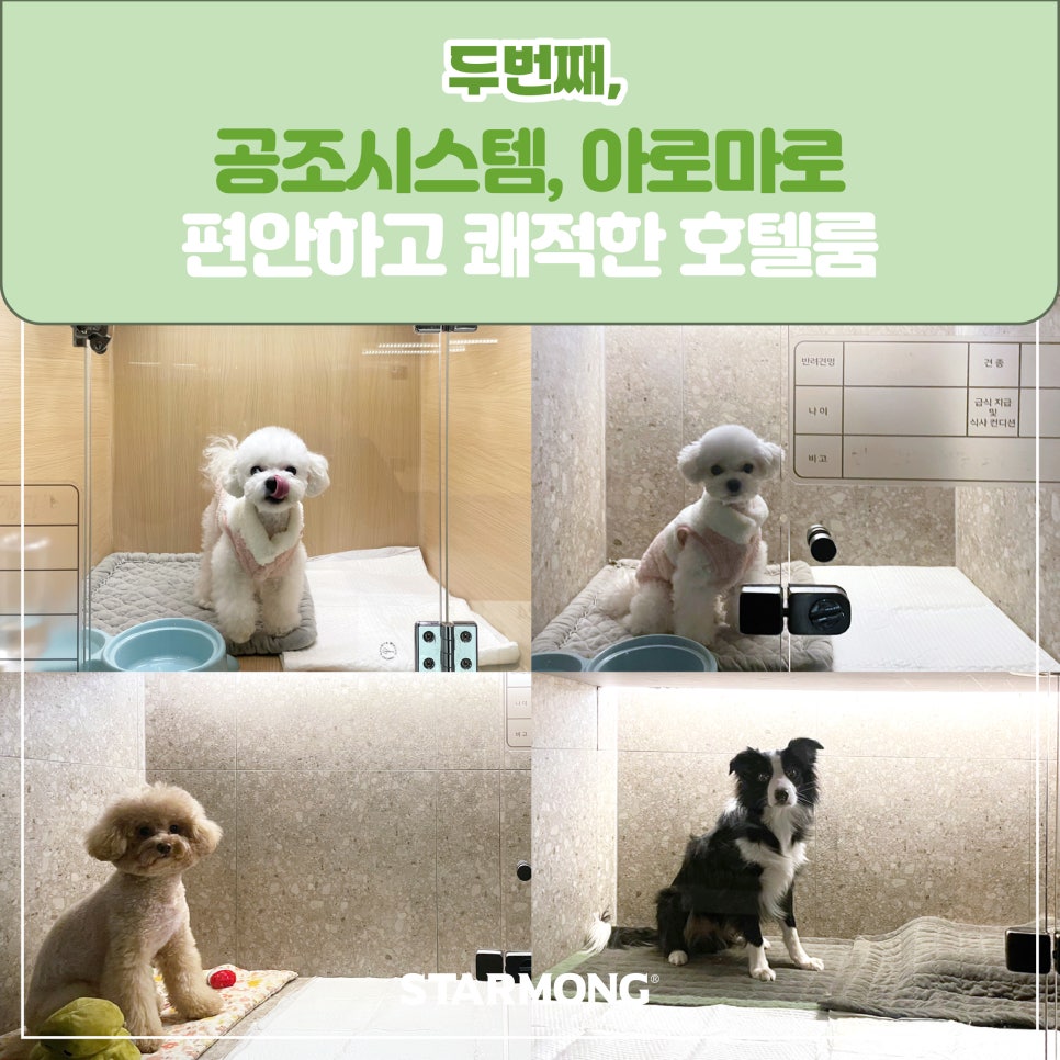 강남 강아지 호텔 스타몽, 3박 4일 호캉스 후기 — 사진 12