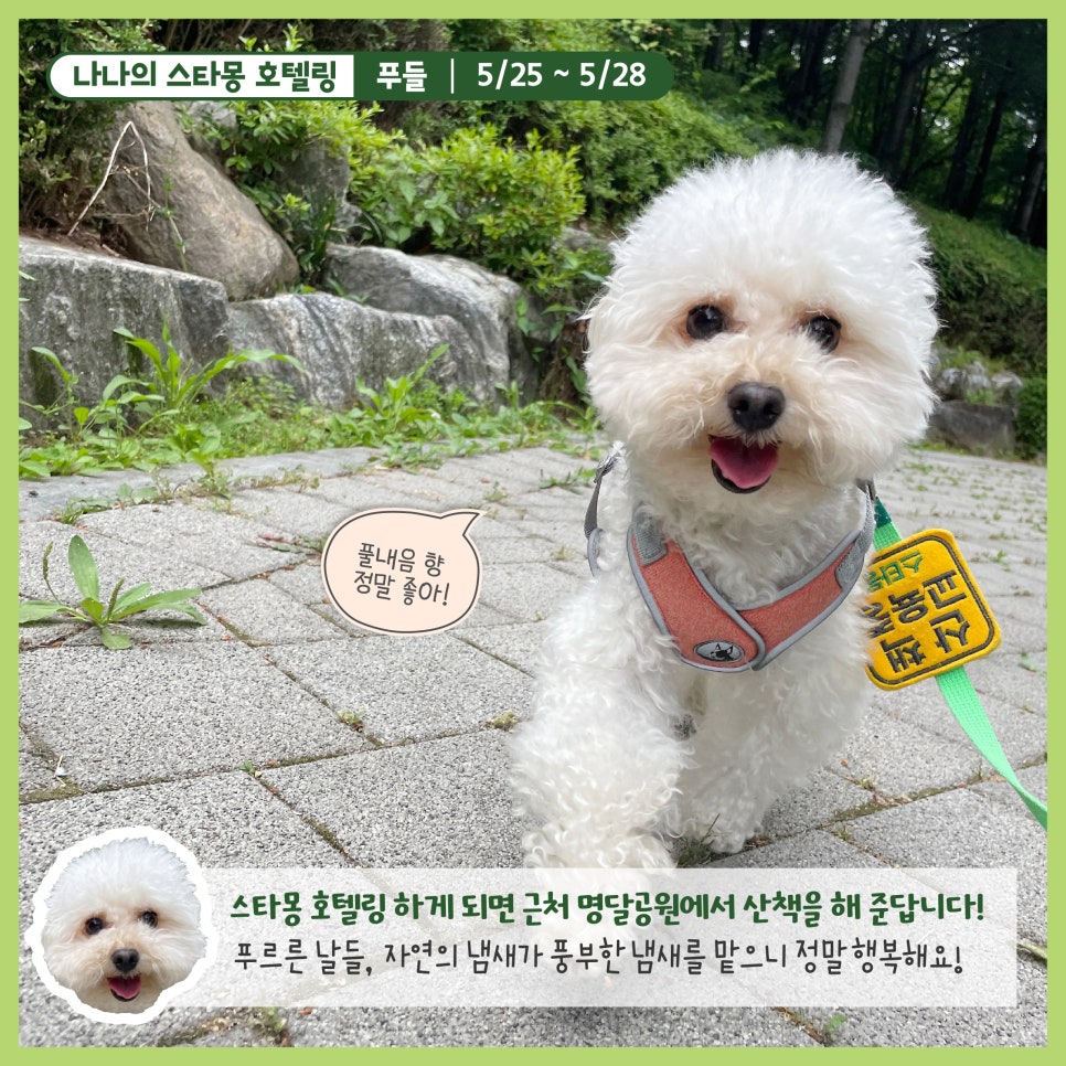 강남 강아지 호텔 스타몽, 3박 4일 호캉스 후기 — 사진 2
