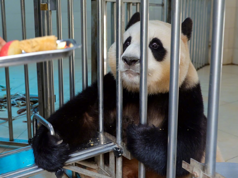 판다27 이미지