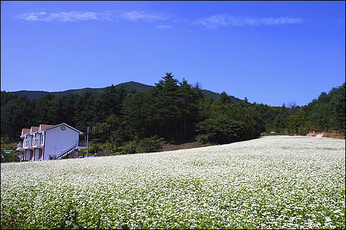 메밀꽃필무렵 이미지