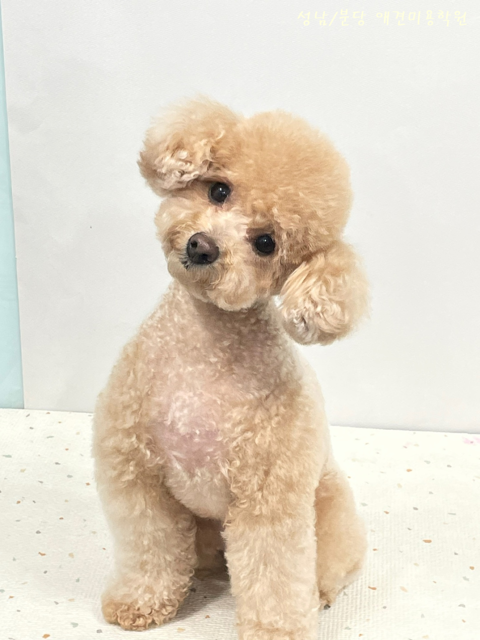 분당 강아지미용학원 2급 자격증 취득 과정 및 비용 — 사진 4