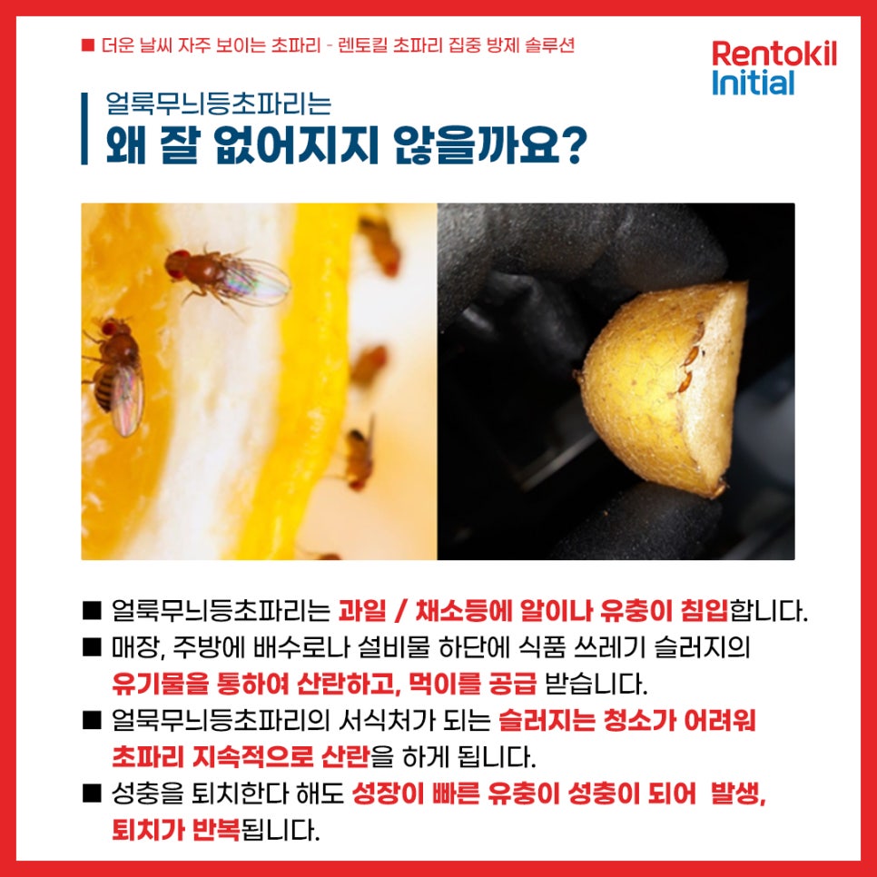 등초식품 이미지