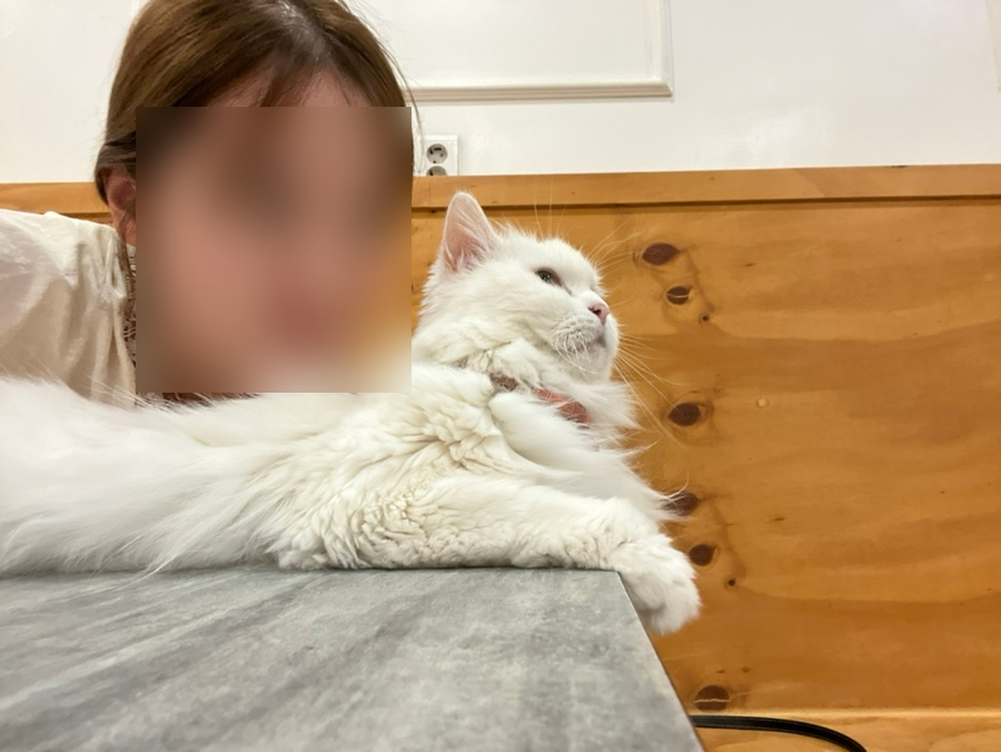 고양이별캣카페 이미지