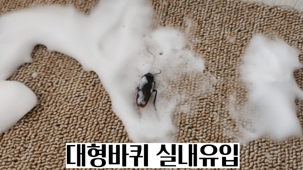 도다닥 이미지