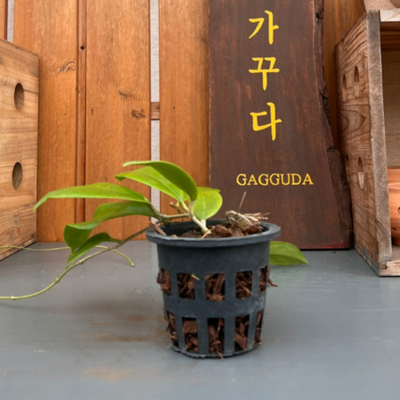 나를가꾸다 이미지