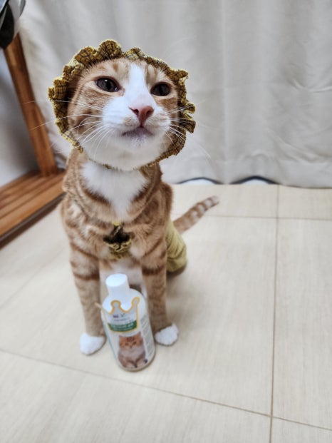 블리스캣 이미지