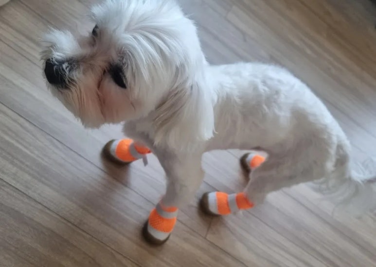 두복 이미지