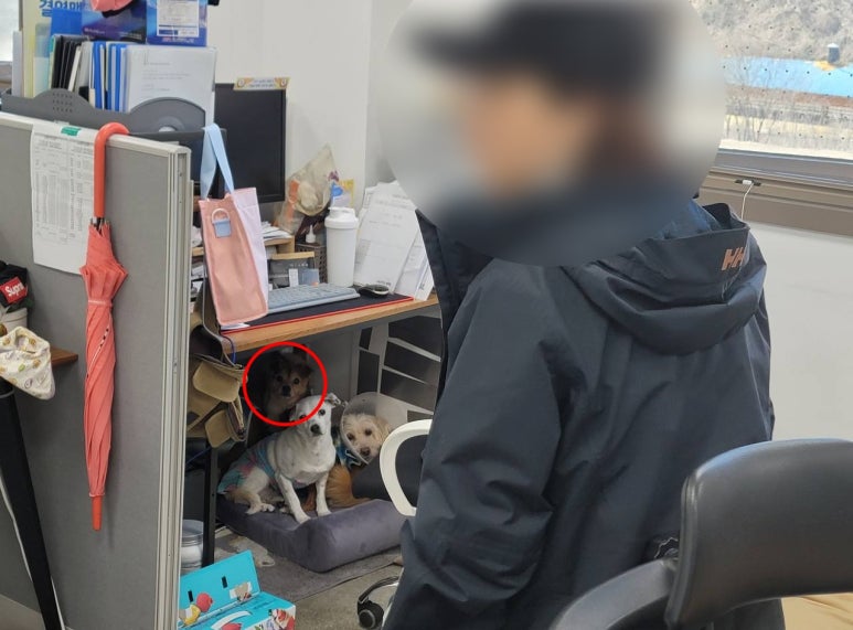 공방카라 이미지