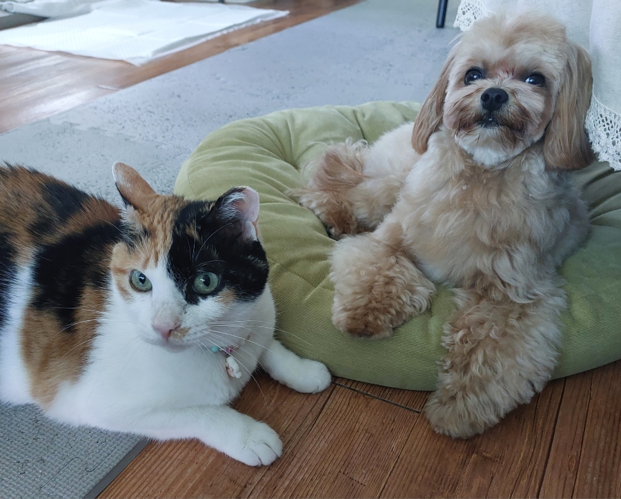 뚱이양이 이미지