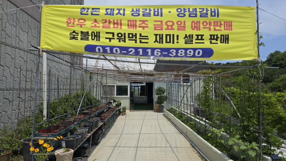 애정아로니아 이미지