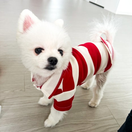요거트아이스크림의정석오송점 이미지