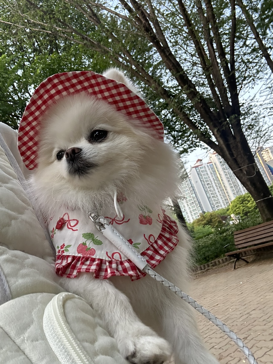 디디바스켓 이미지
