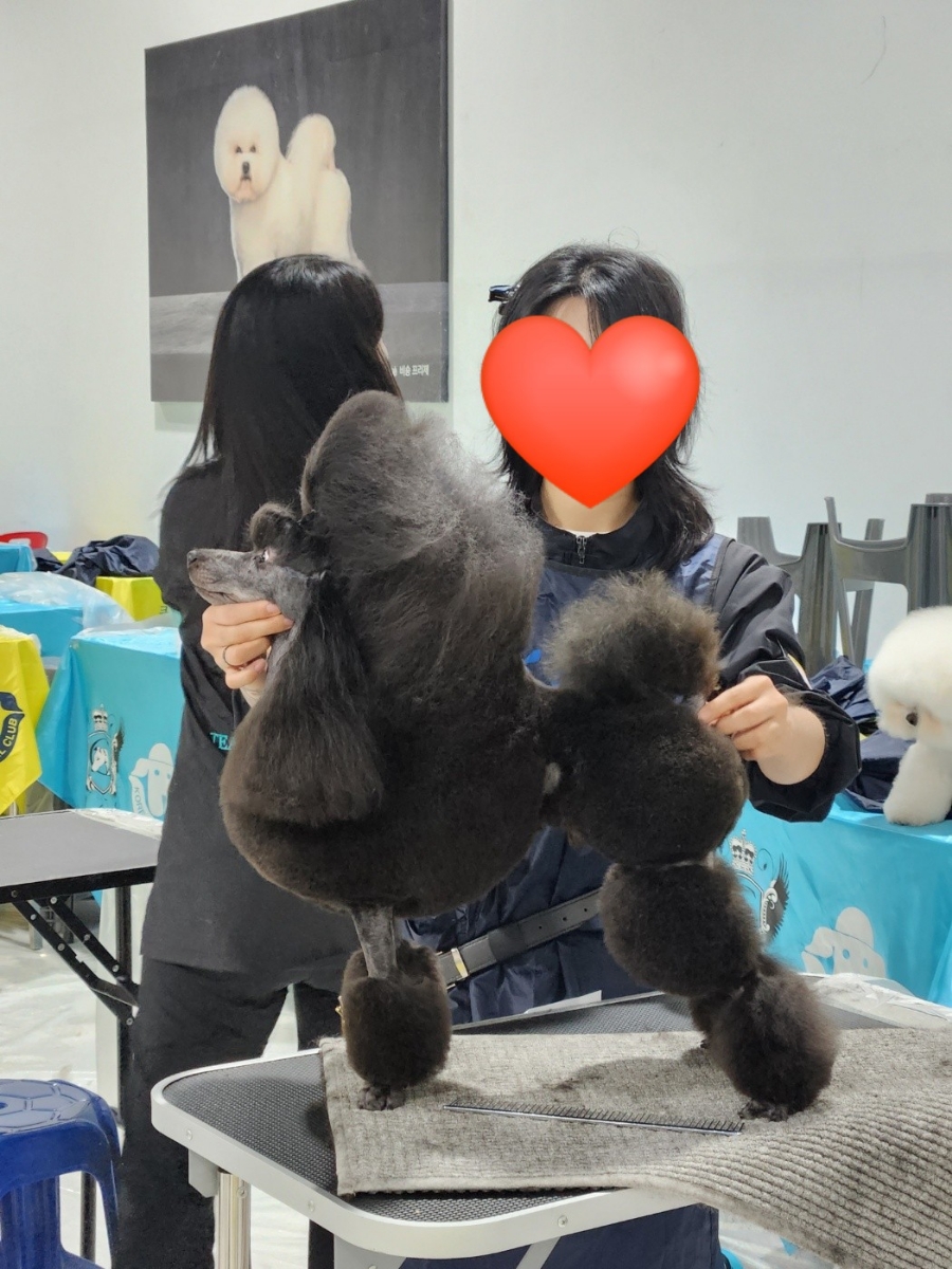 시흥탑애견미용학원 이미지
