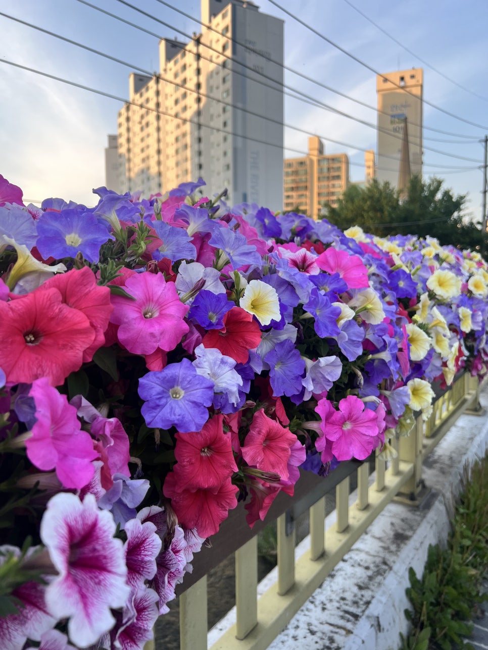 파랑청과 이미지