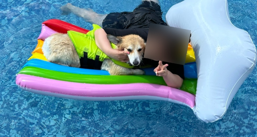 골드스푼애견풀빌라 이미지