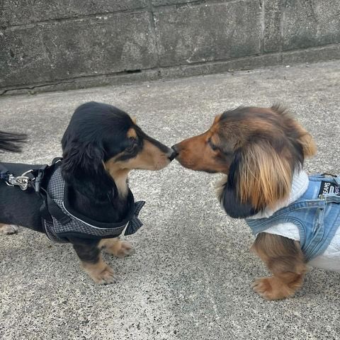 핑킹 이미지