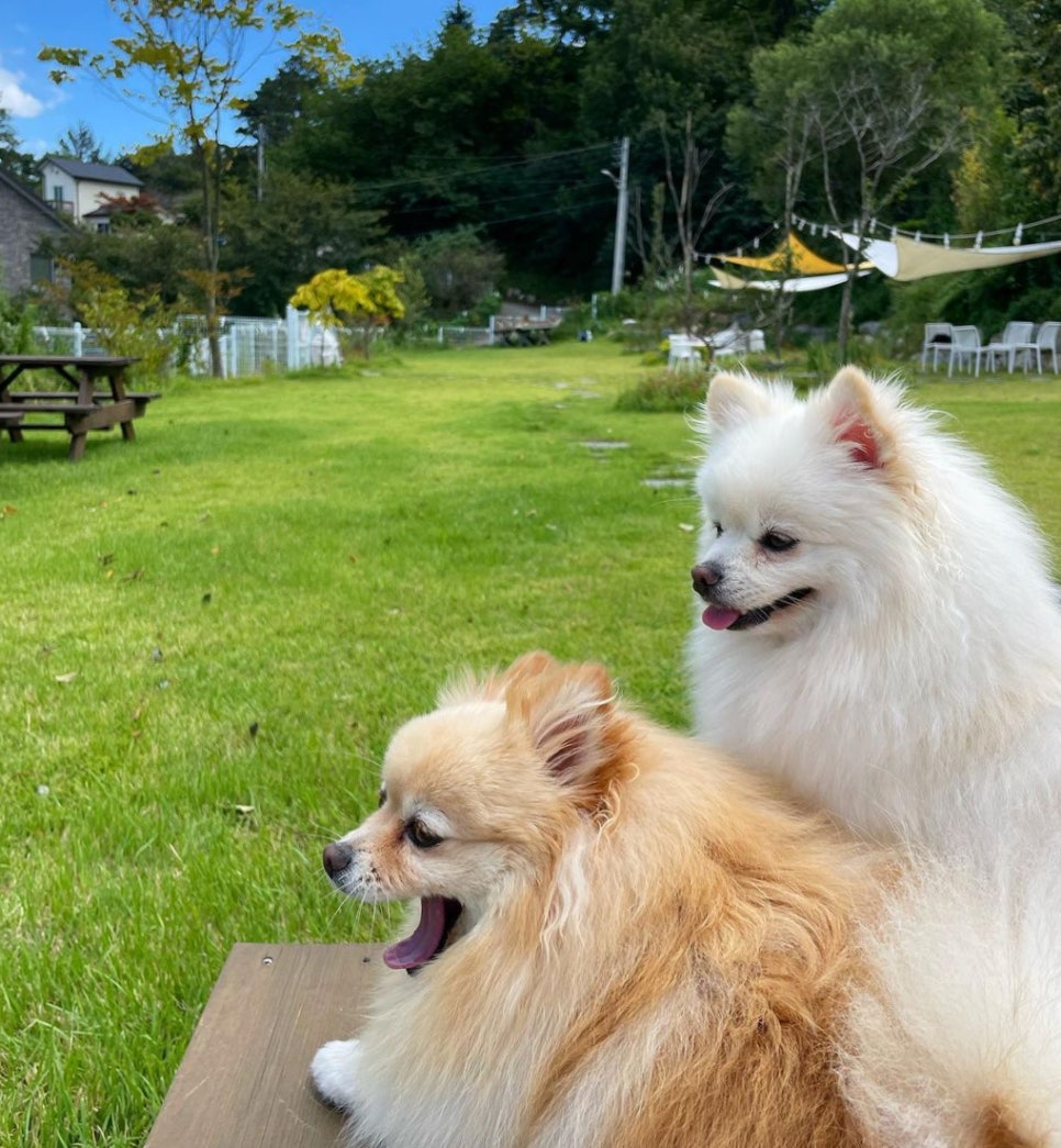 피피비피 이미지