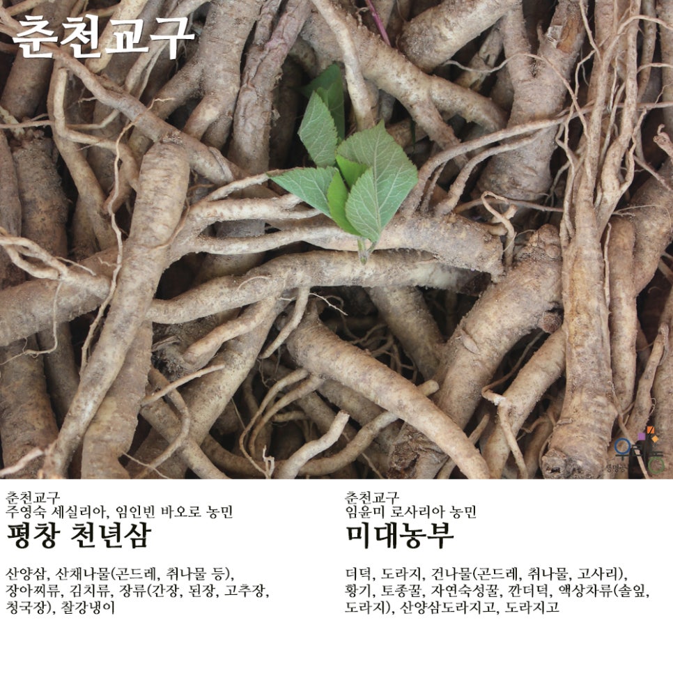 평창천년삼 이미지