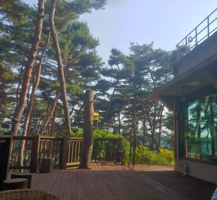 금베이숲 이미지