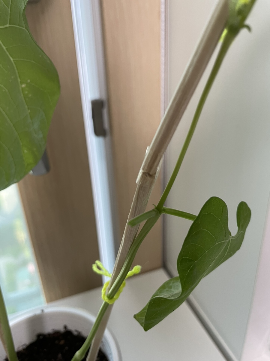 바바라비 이미지
