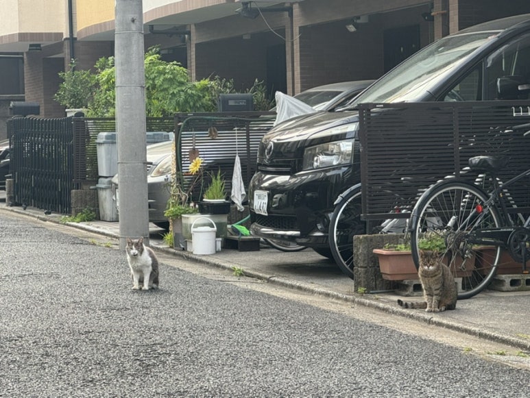 경보반점 이미지